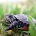 Reptile canda