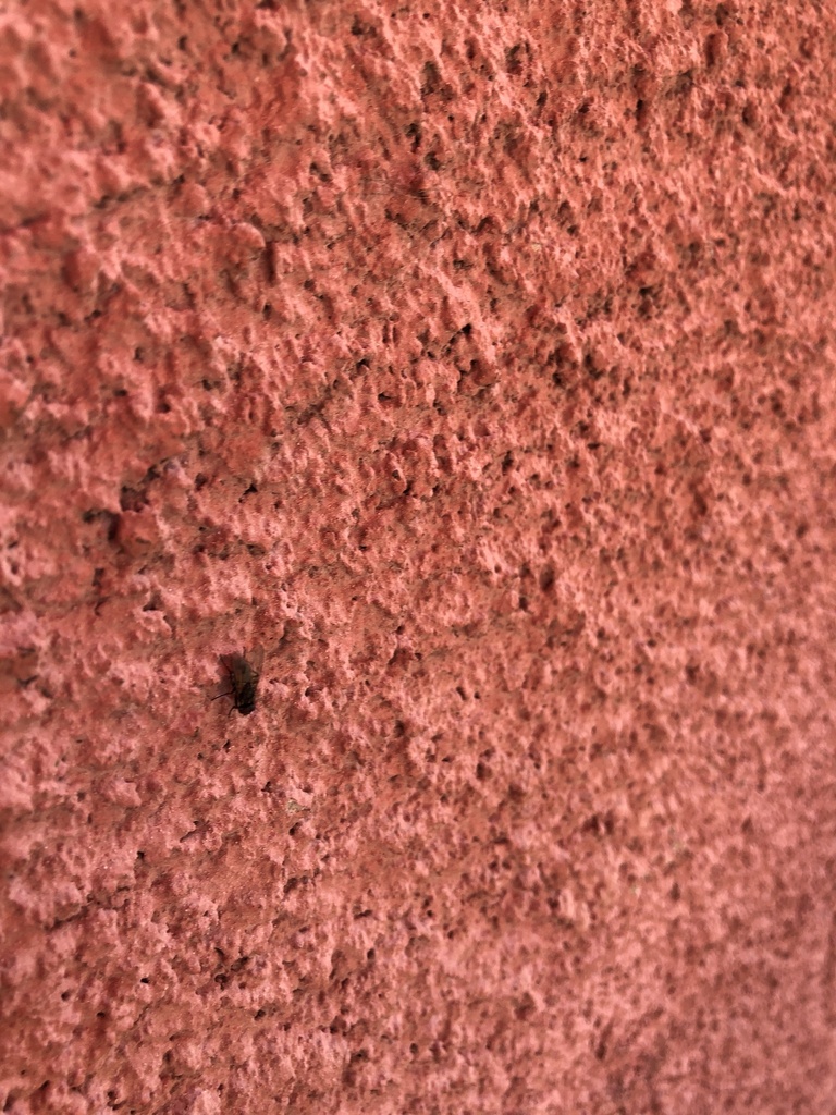 Aedes - Photo (c) admin, toate drepturile rezervate
