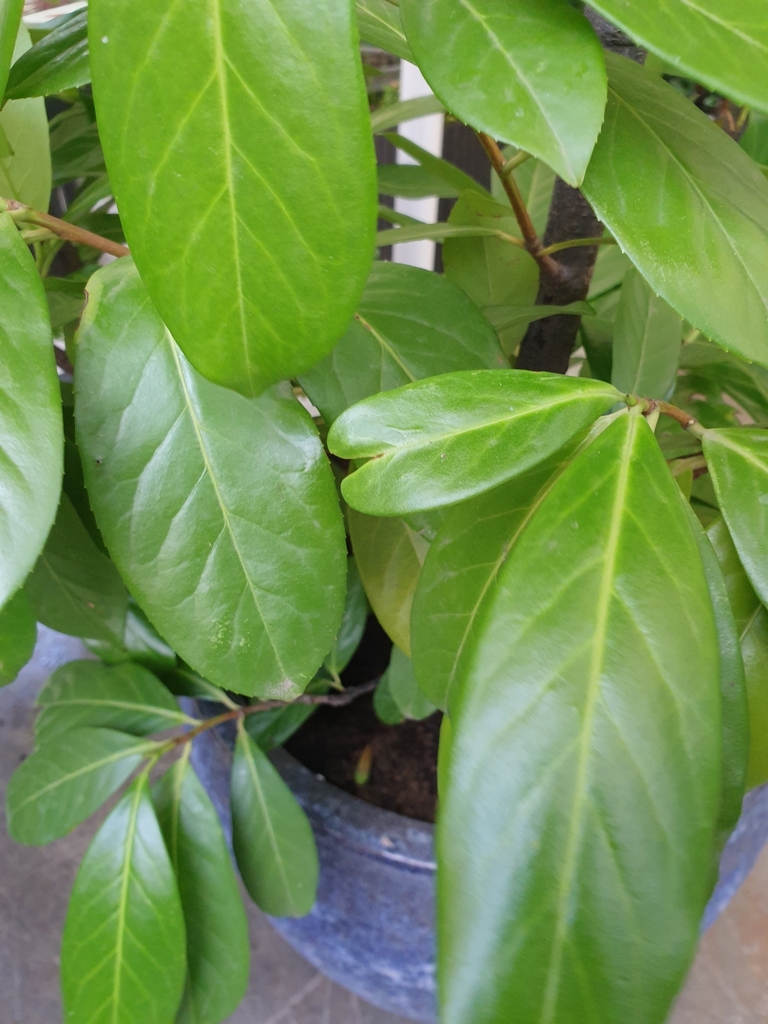 Caryophyllales - Photo (c) admin, toate drepturile rezervate