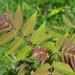4 ailanthus altissima